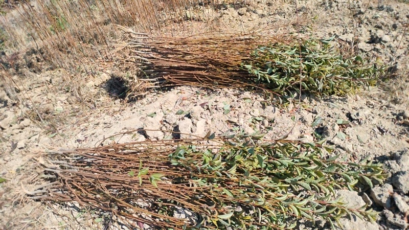 基地直发黄金奈李苗1-2公分，