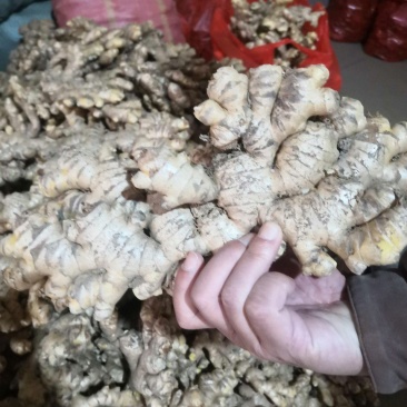 云南小黄姜生姜湖南二号姜种电商货精品货一箱起批