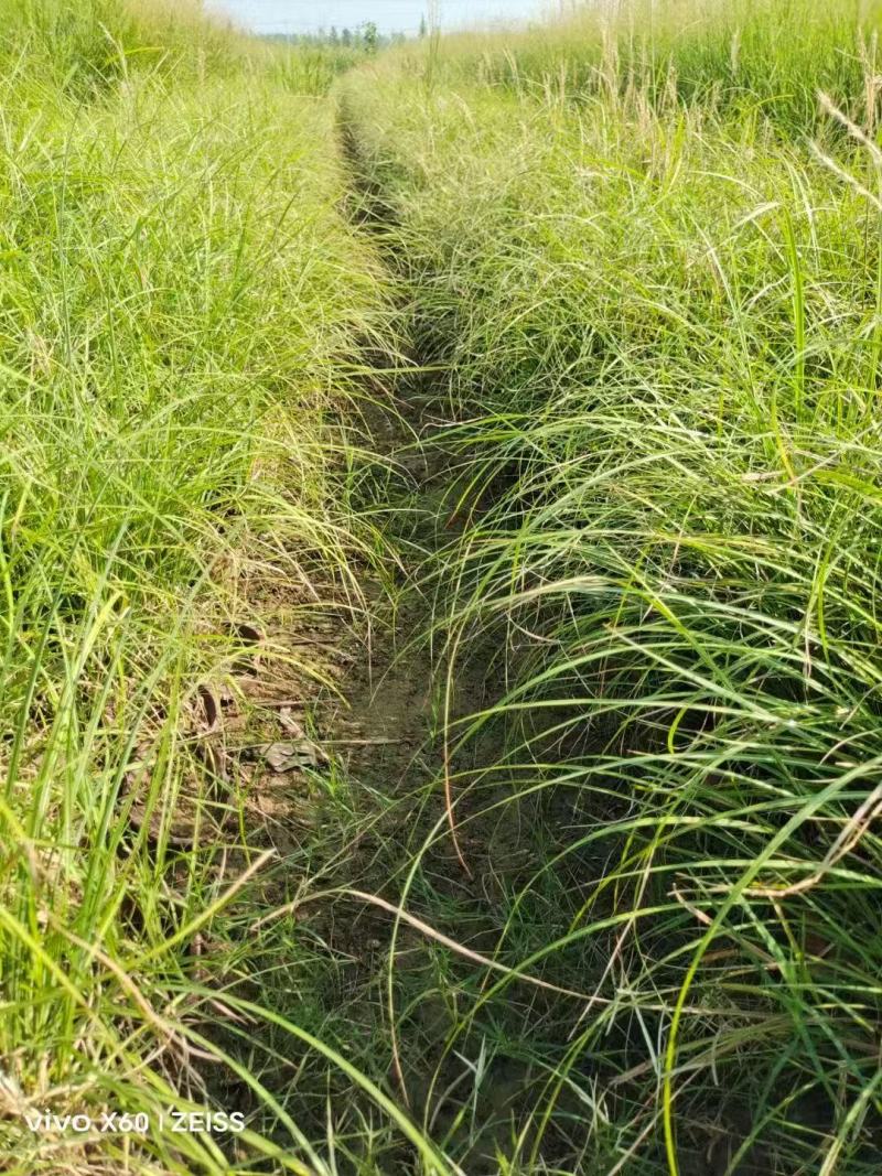 精品玲珑芒优质玲珑芒