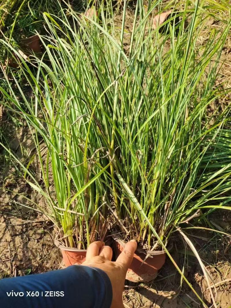 精品玲珑芒优质玲珑芒