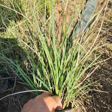 精品格拉茨芒优质格拉茨芒