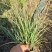 精品格拉茨芒优质格拉茨芒