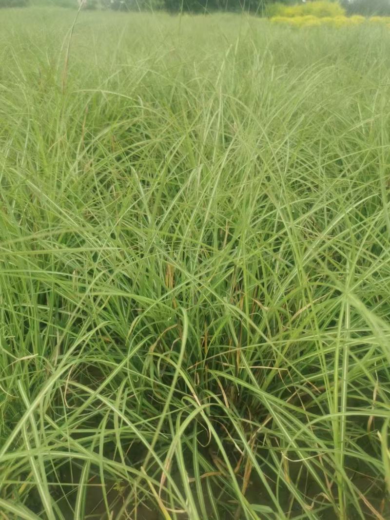 精品格拉茨芒优质格拉茨芒