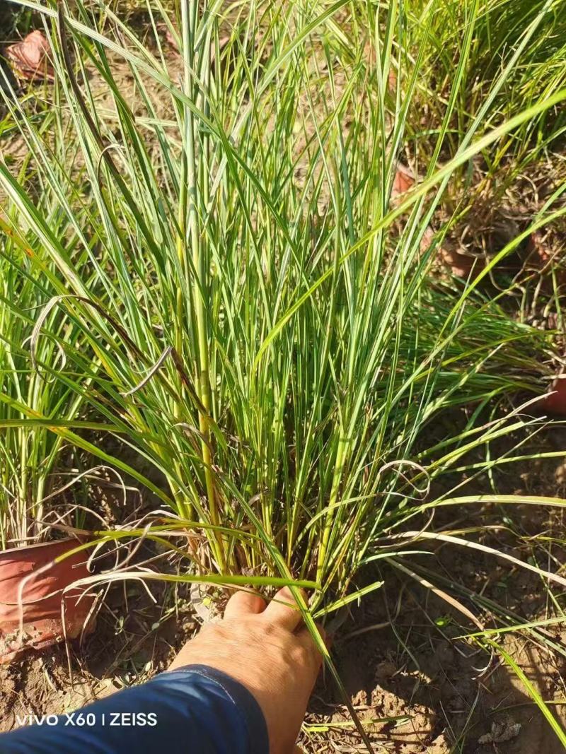 精品格拉茨芒优质格拉茨芒