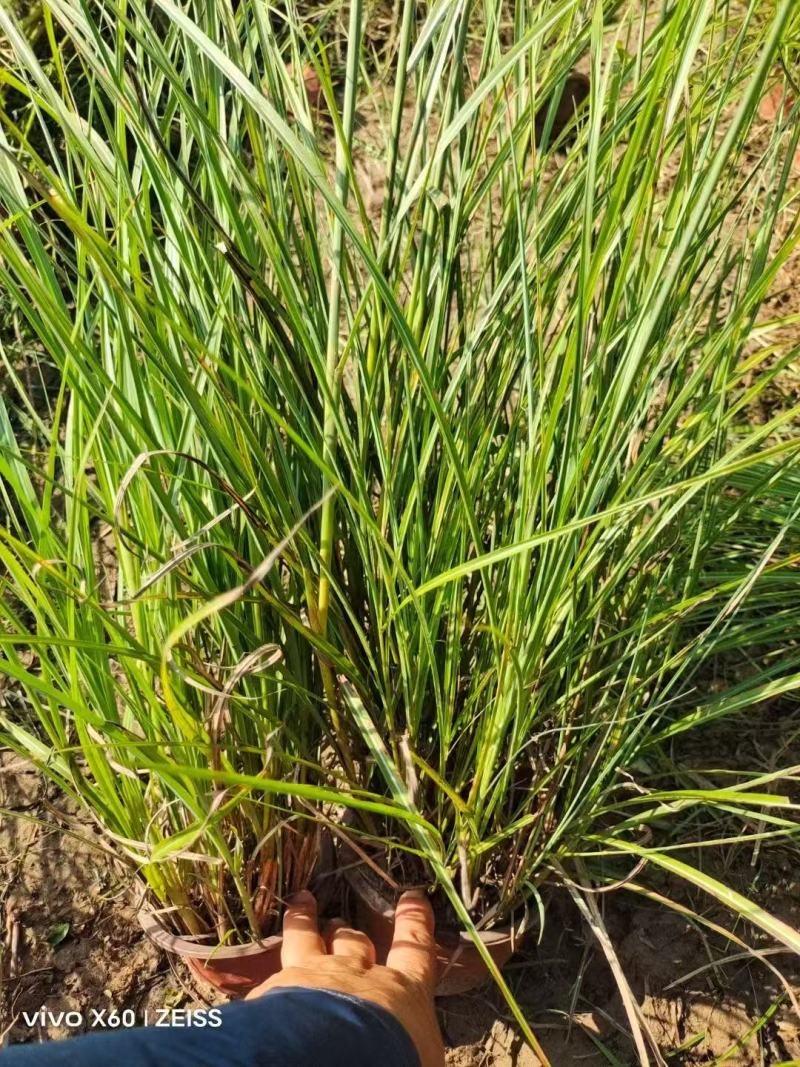 精品格拉茨芒优质格拉茨芒