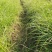 精品格拉茨芒优质格拉茨芒
