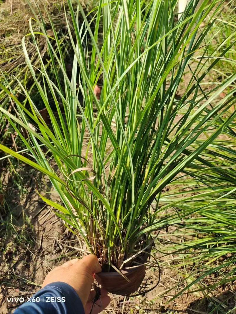 精品格拉茨芒优质格拉茨芒