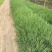 精品画眉草优质丽色画眉草