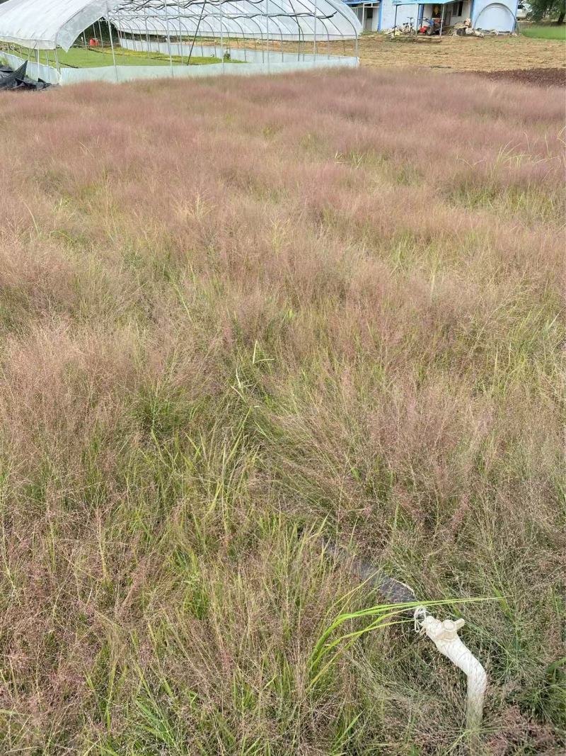 精品画眉草优质丽色画眉草