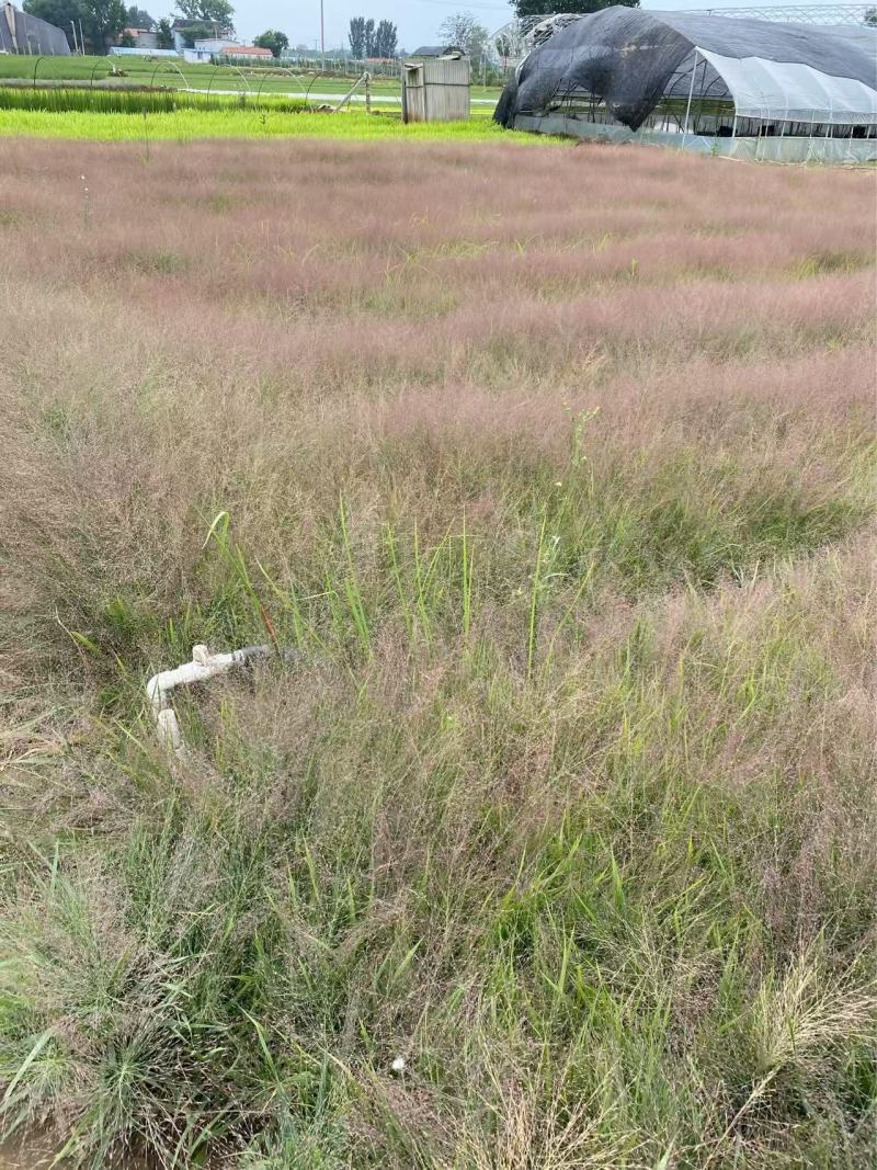 精品画眉草优质丽色画眉草