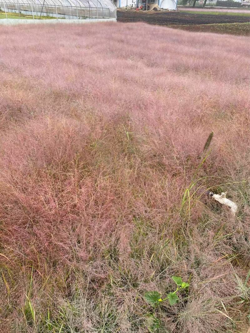 精品画眉草优质丽色画眉草