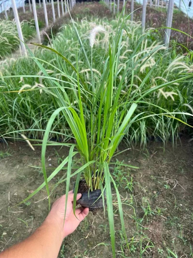 精品白美人狼尾草优质白美人狼尾草
