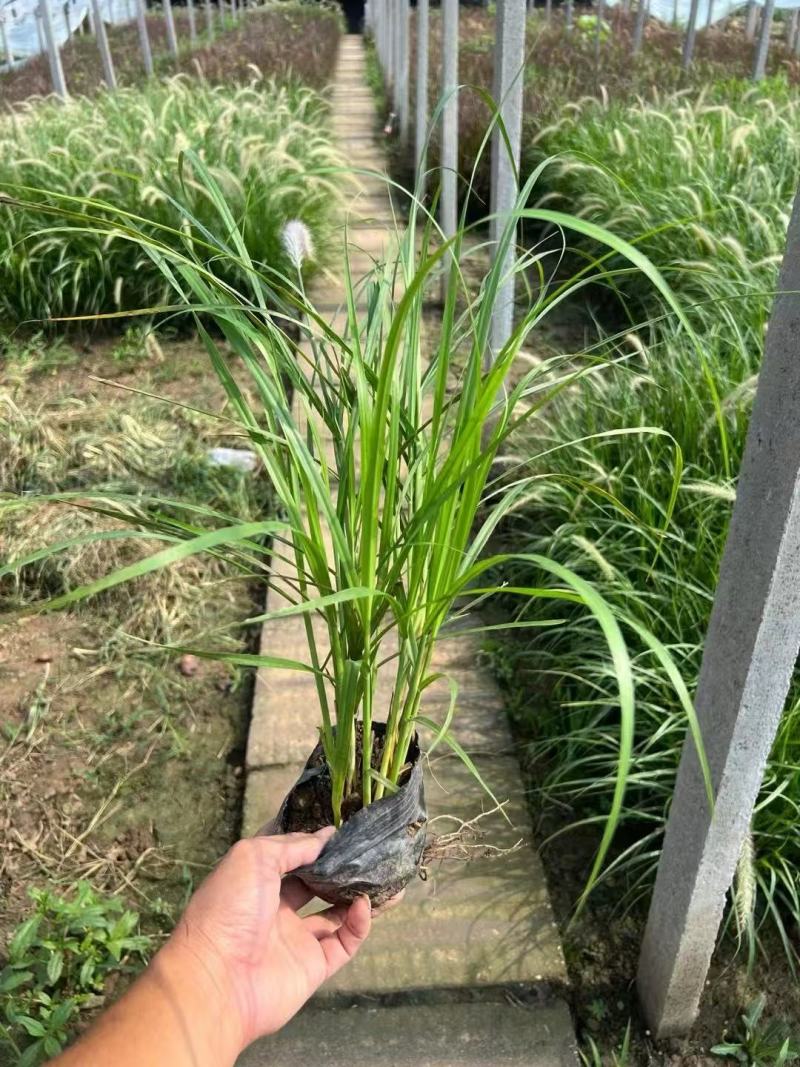 精品白美人狼尾草优质白美人狼尾草