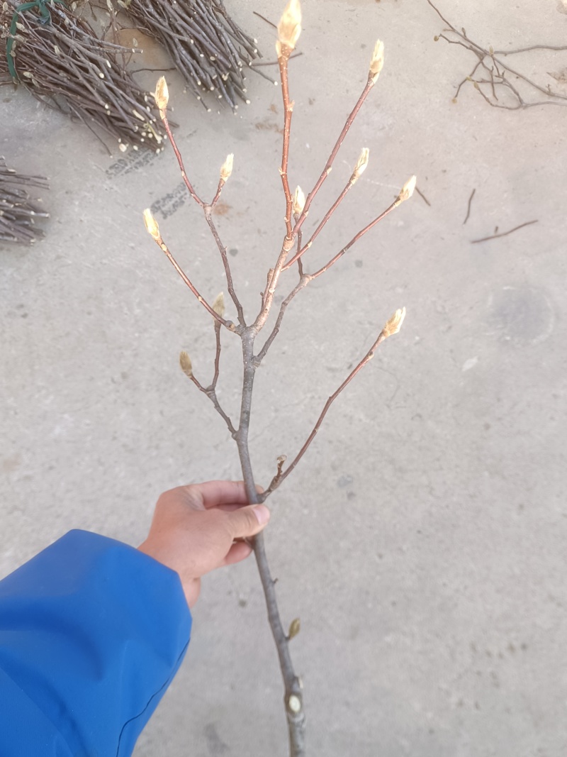 玉兰枝条红白黄玉兰花枝花束插花玉兰花鲜花