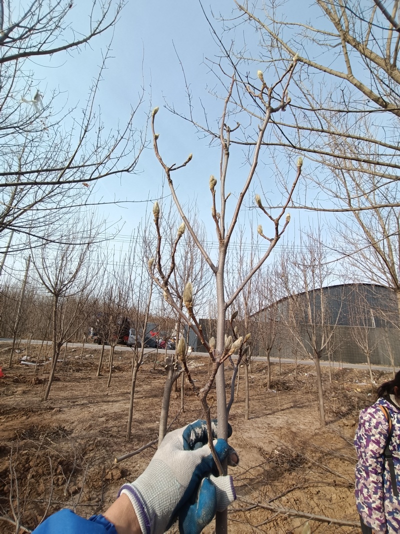 玉兰枝条红白黄玉兰花枝花束插花玉兰花鲜花