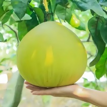 名产果品，梅湾台柚，又名“文旦”，柚香柚甜，存放半年之久