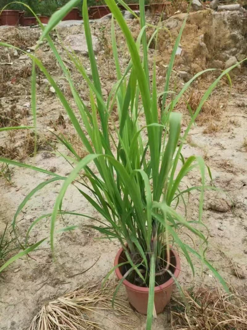 精品大油芒优质大油芒