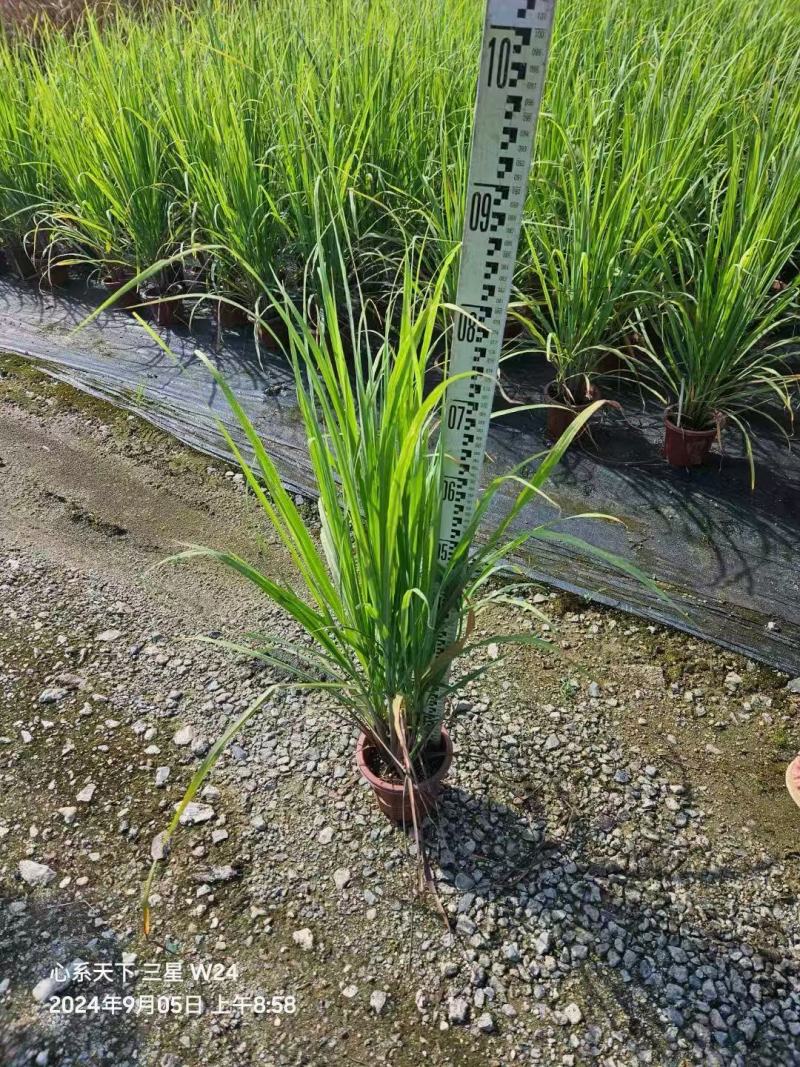 精品大油芒优质大油芒