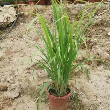精品悍芒优质悍芒