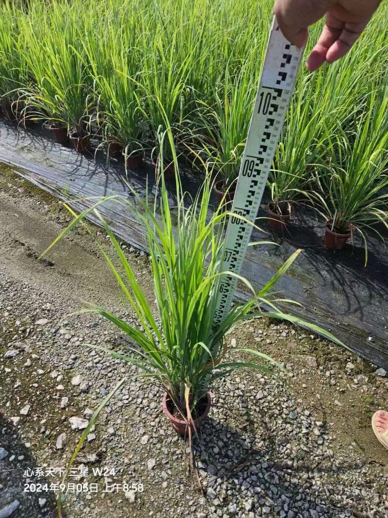 精品悍芒优质悍芒
