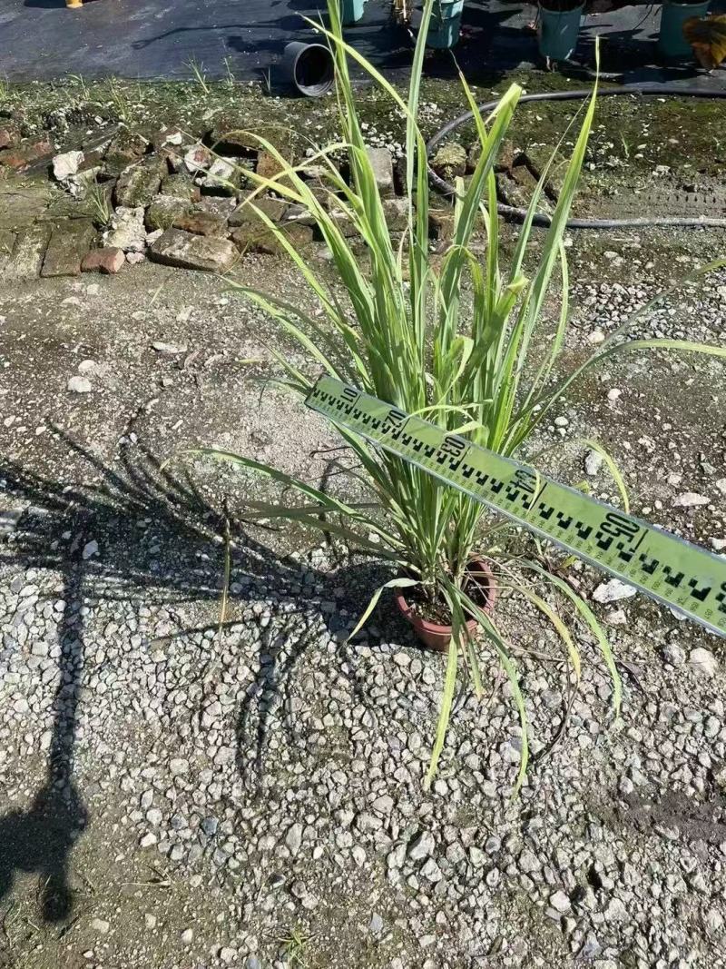 精品悍芒优质悍芒
