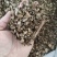 精品桂枝汤桂枝粒桂枝片桂枝尖统货商用批发欢迎下单来电咨询