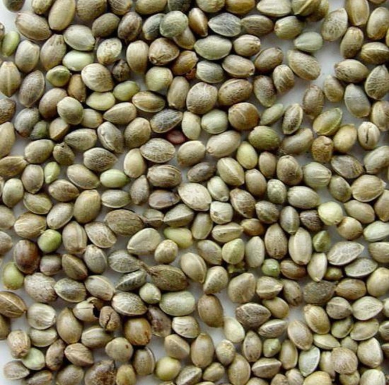 火麻仁中药材批发火麻仁质量保证量大从优