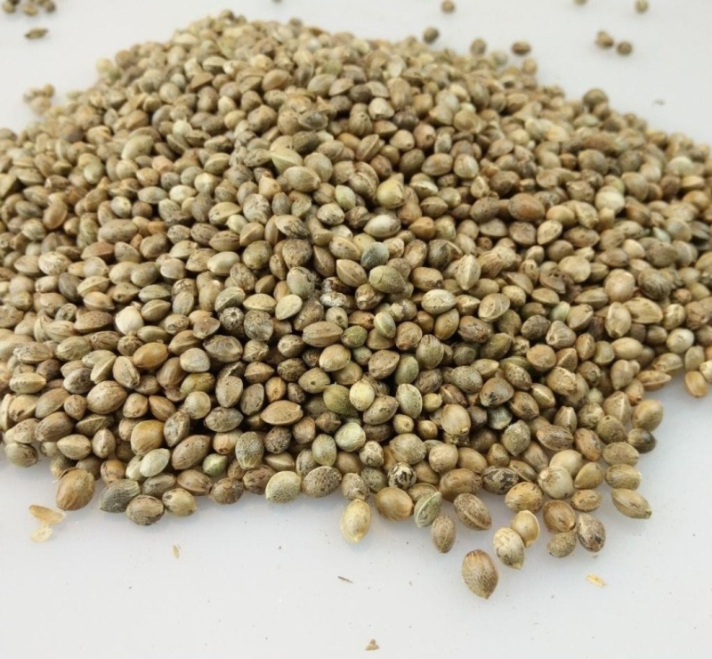 火麻仁中药材批发火麻仁质量保证量大从优