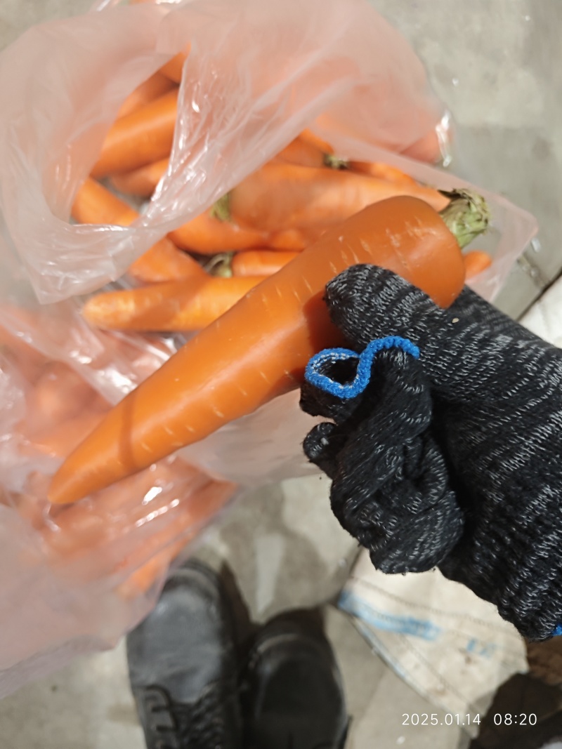精品水洗胡萝卜大量供应货源充足山东产地直发。
