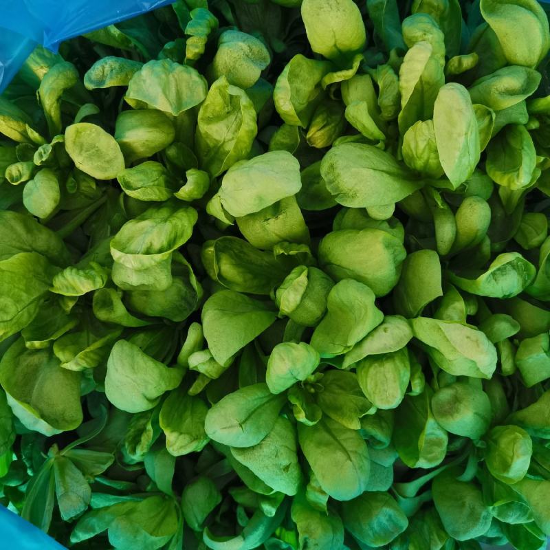 南通大叶茼蒿菜产地批发