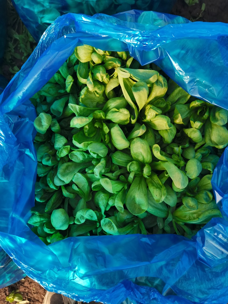 南通大叶茼蒿菜产地批发