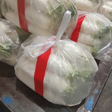 水洗精品白萝卜大量供应，货源充足，欢迎及时联系。
