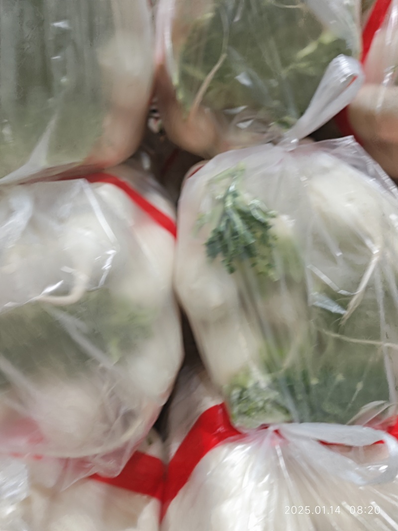 水洗精品白萝卜大量供应，货源充足，欢迎及时联系。