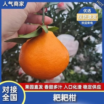 【精品】四川春见耙耙柑大量上市中新鲜现摘质量保证
