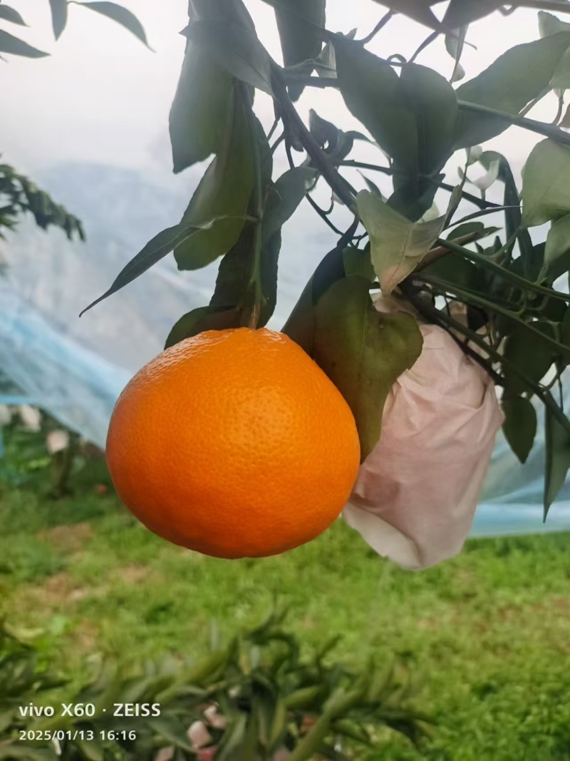 【精品】四川春见耙耙柑大量上市中新鲜现摘质量保证