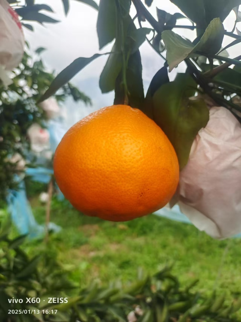 【精品】四川春见耙耙柑大量上市中新鲜现摘质量保证