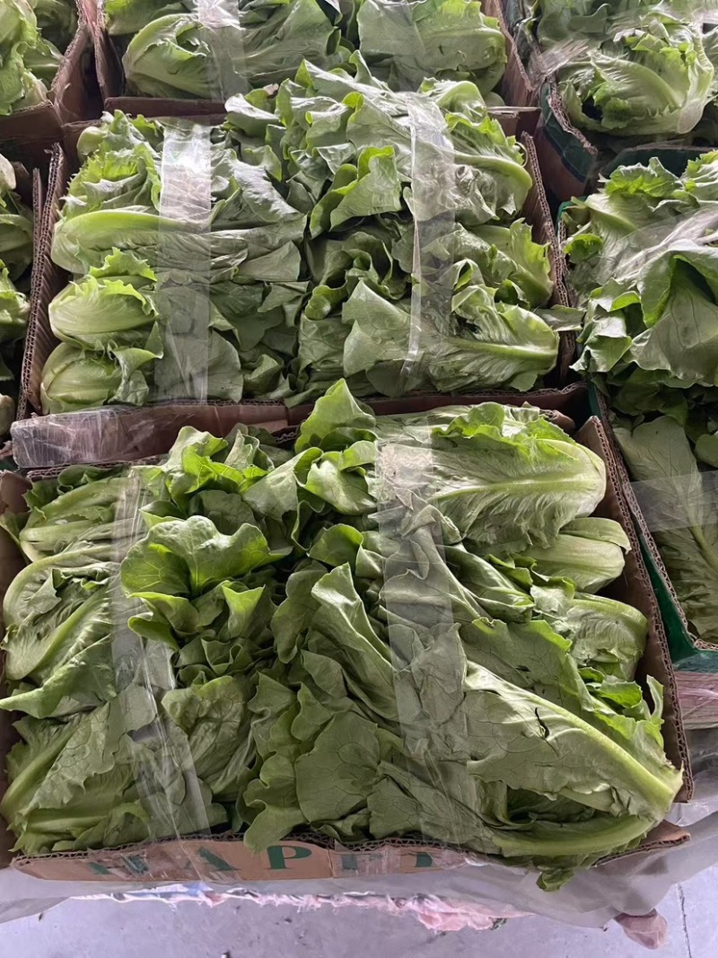 生菜，保质保量价格优惠品质保证全国发货，支持视频看货