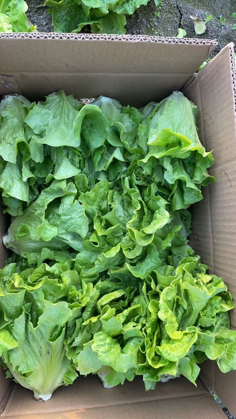 生菜，保质保量价格优惠品质保证全国发货，支持视频看货