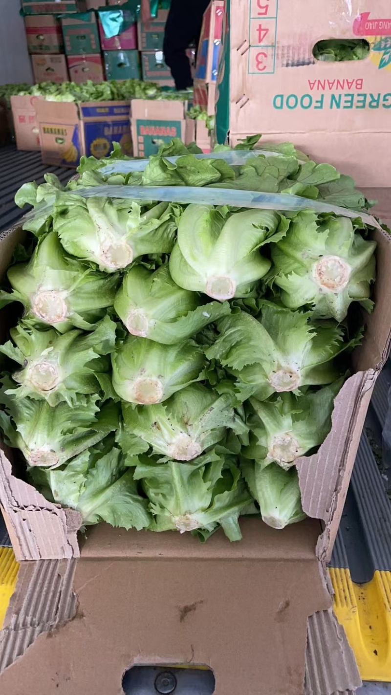 生菜，保质保量价格优惠品质保证全国发货，支持视频看货