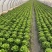 生菜，保质保量价格优惠品质保证全国发货，支持视频看货