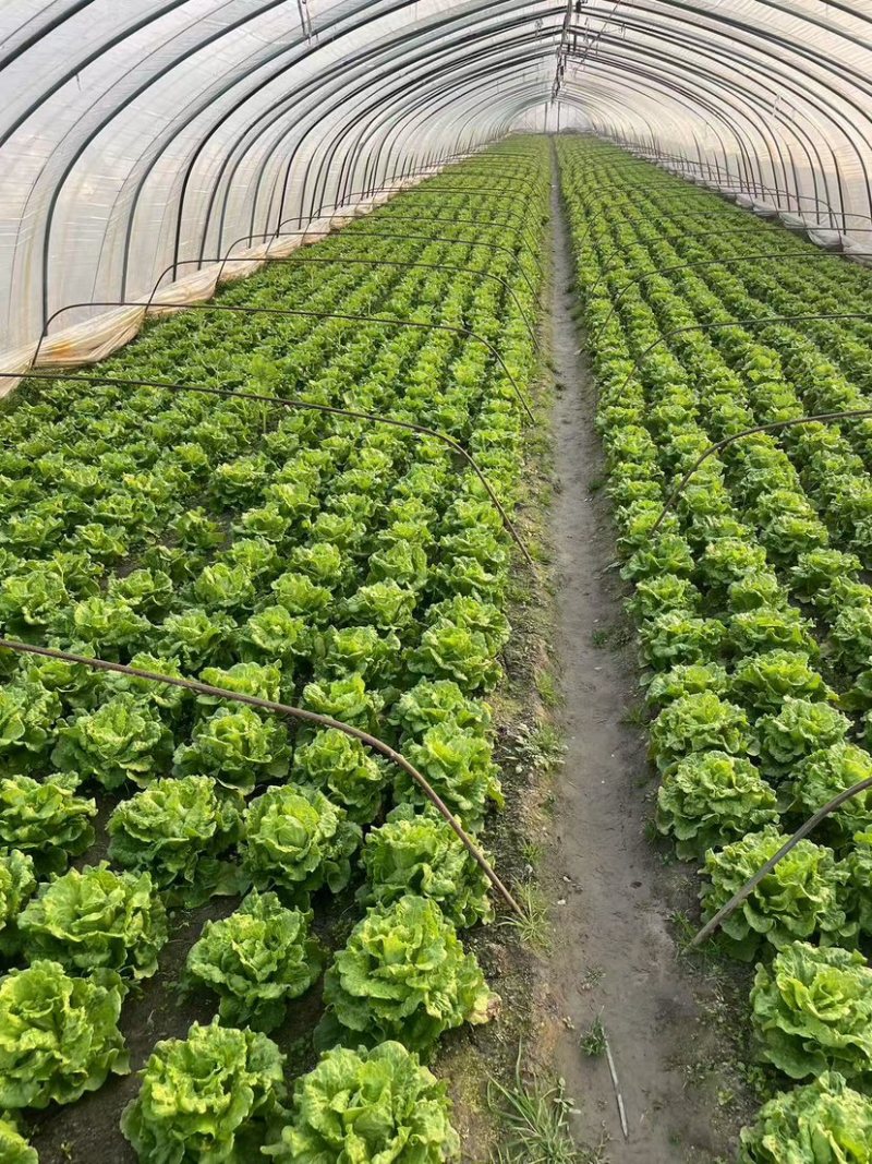 生菜，保质保量价格优惠品质保证全国发货，支持视频看货