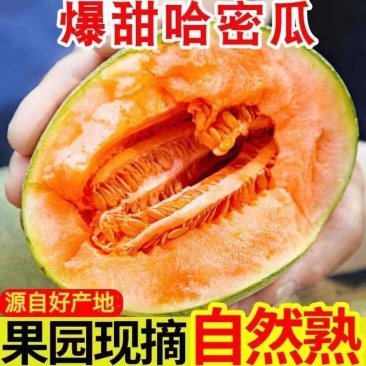 晓蜜25哈密瓜/海南哈密瓜/乐东哈密瓜/产地代办欢迎来电