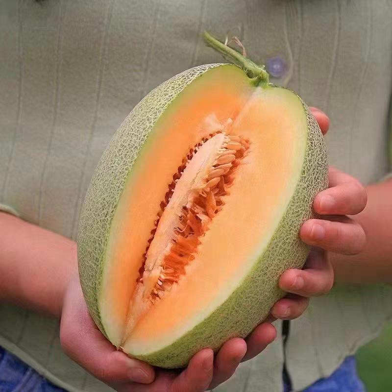 晓蜜25哈密瓜/海南哈密瓜/乐东哈密瓜/产地代办欢迎来电