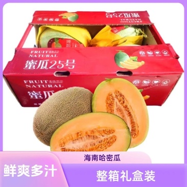 《精品推荐》海南哈密瓜/晓蜜25哈密瓜/产地批发
