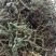 车前草，全草干货，量大价格优惠，可长期供货。