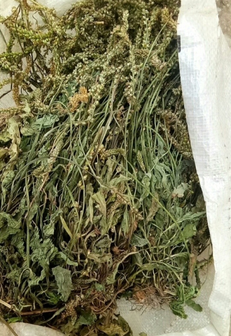 车前草，全草干货，量大价格优惠，可长期供货。