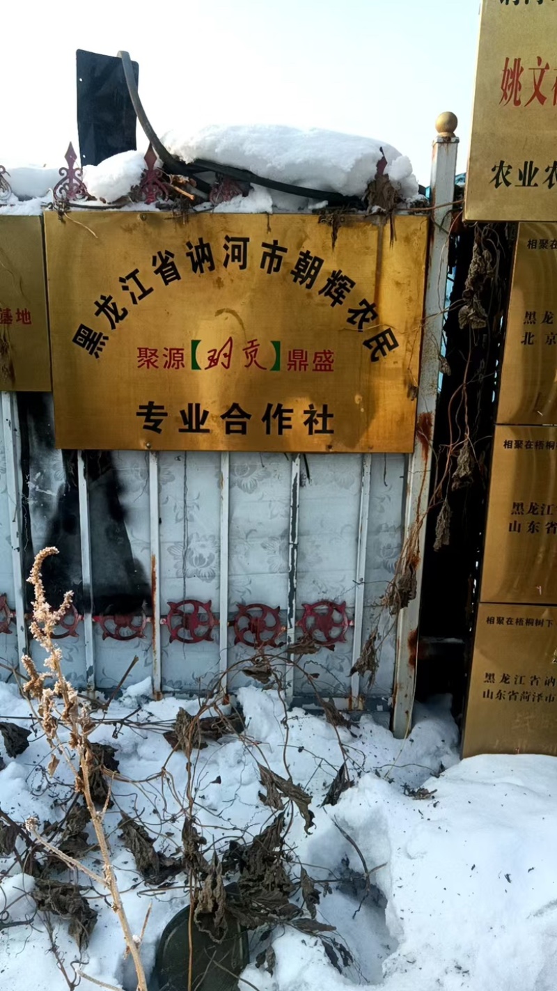 讷河市朝辉农民专业合作社自己种植自己加工甜糯玉米面