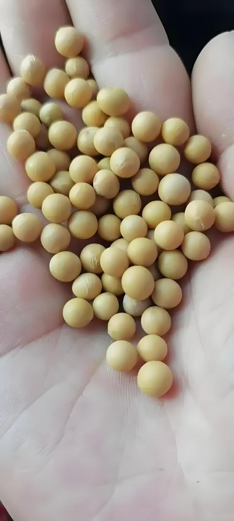 讷河市朝辉农民专业合作社自己种植自己加工甜糯玉米面