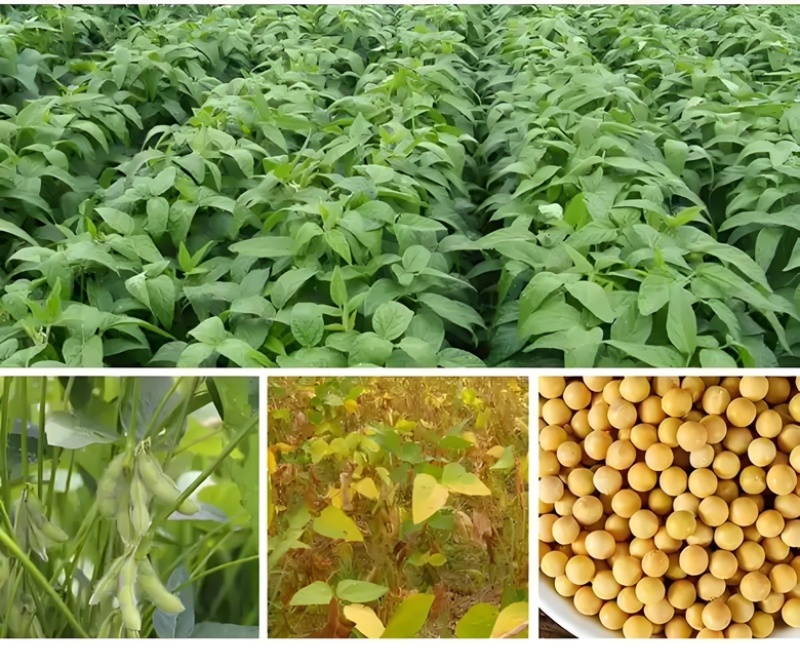 讷河市朝辉农民专业合作社自己种植自己加工甜糯玉米面