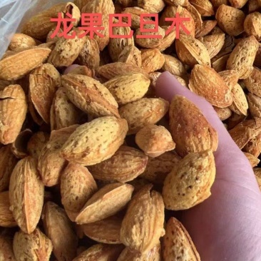 巴旦木龙果巴旦木爆壳巴旦木薄壳巴旦木坚果干果零食一手货源